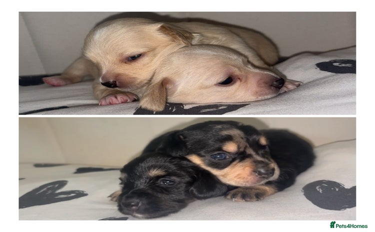 Chiweenie dogs - Advert 1
