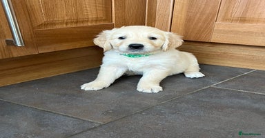 Golden Retriever dogs - Advert 1