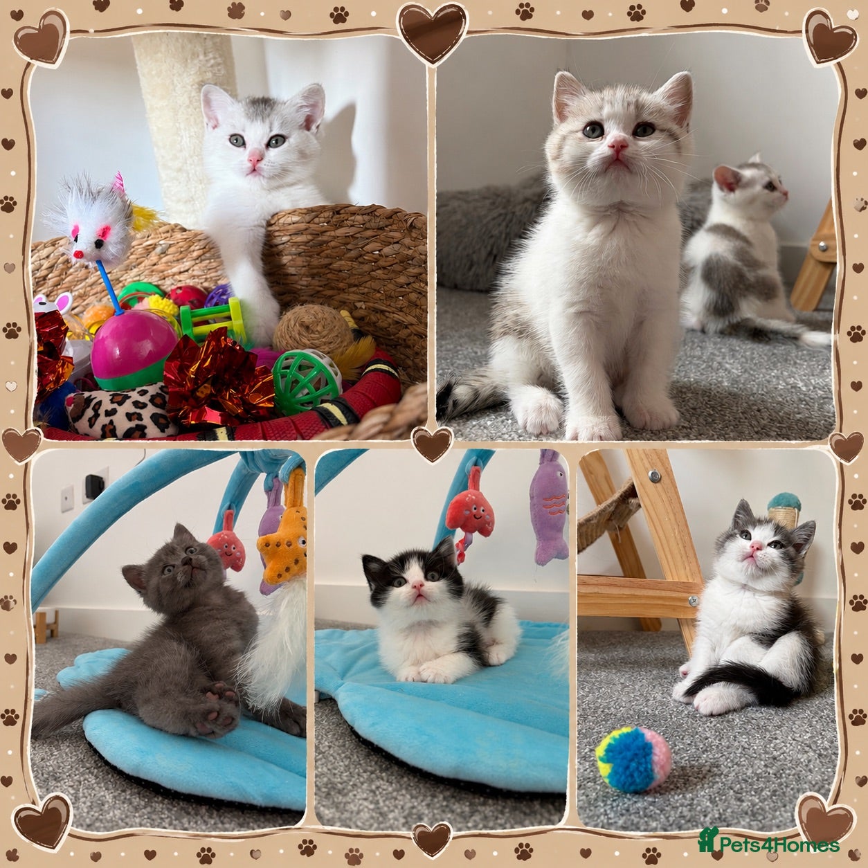 British Shorthair cats Beautiful British Shorthair Male Kittens 🐾 - Advert 10