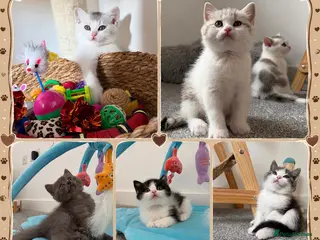 British Shorthair cats Beautiful British Shorthair Male Kittens 🐾 - Advert 10