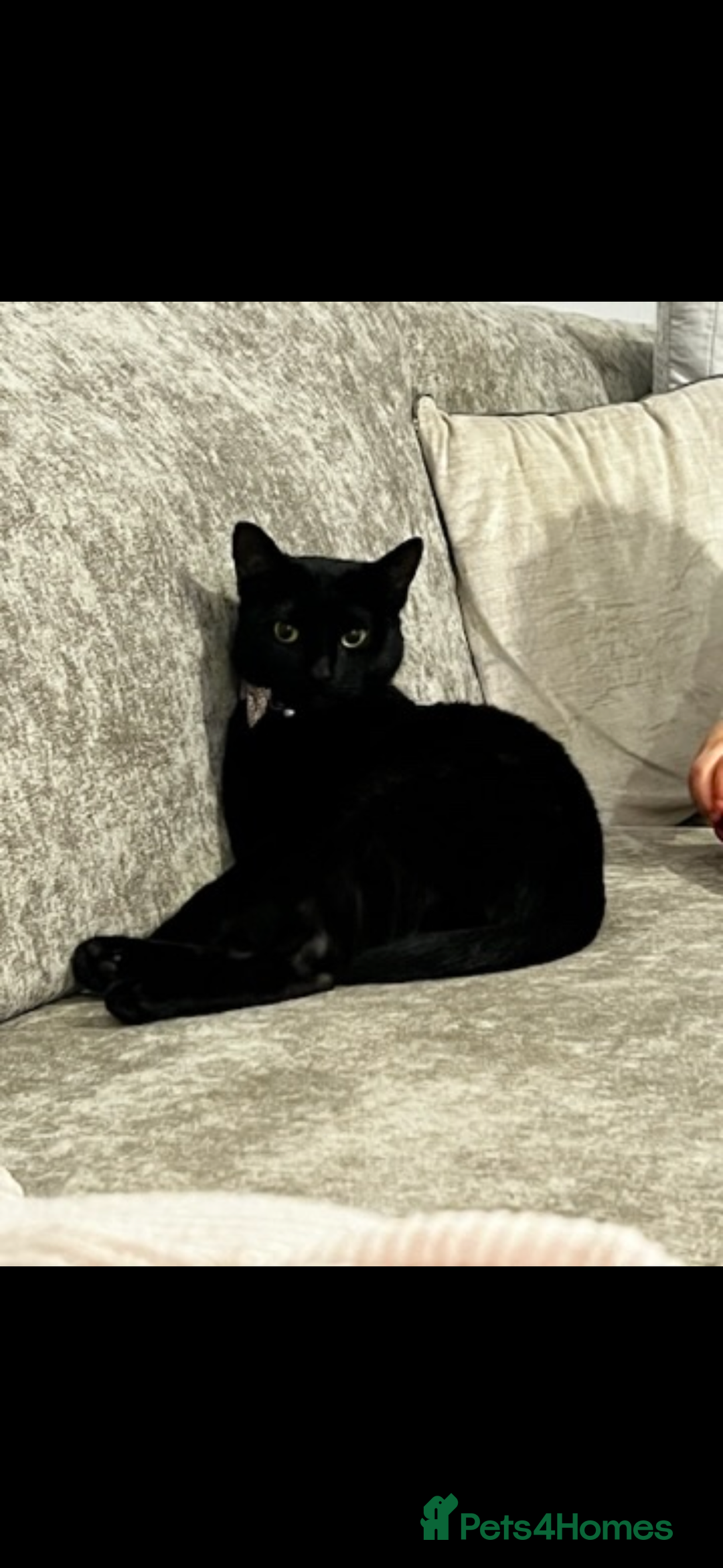 Mixed Breed cats for sale: Female cats to be rehomed  - Advert 2