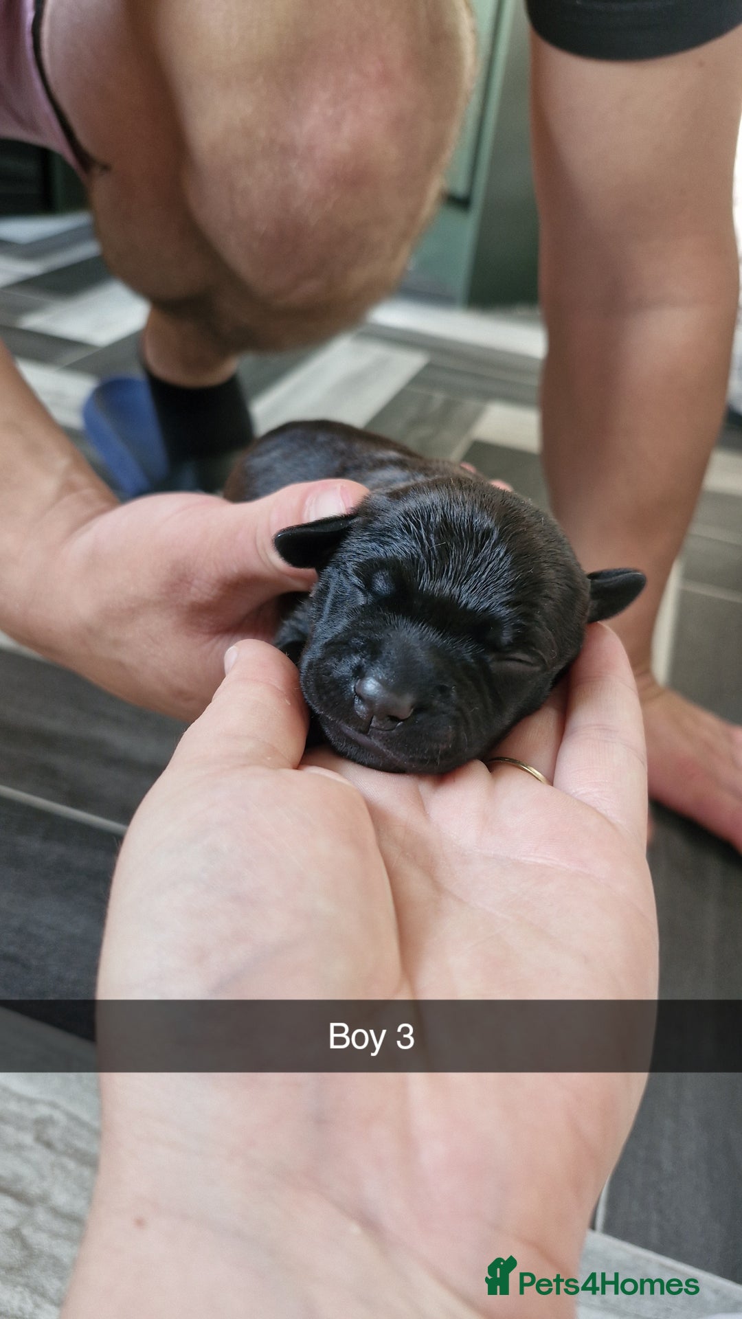 Mixed Breed dogs for sale: Staffie bullweiler puppies  - Image 6