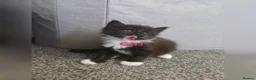 Mixed Breed cats for sale: 6 Adorable Kittens (4 Boys, 2 Girls)  - Advert 6