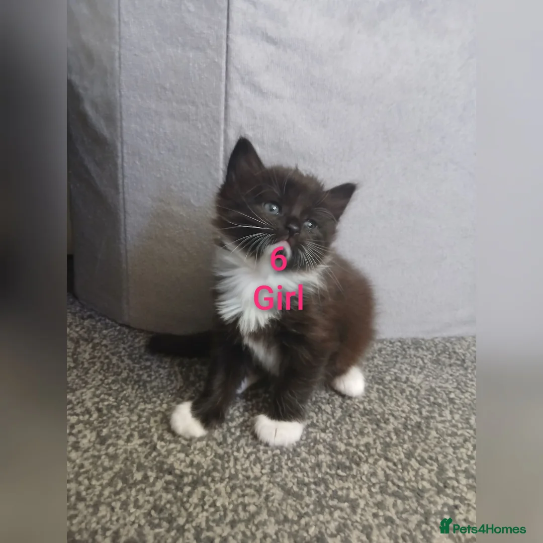 Mixed Breed cats for sale: 6 Adorable Kittens (4 Boys, 2 Girls)  - Advert 6