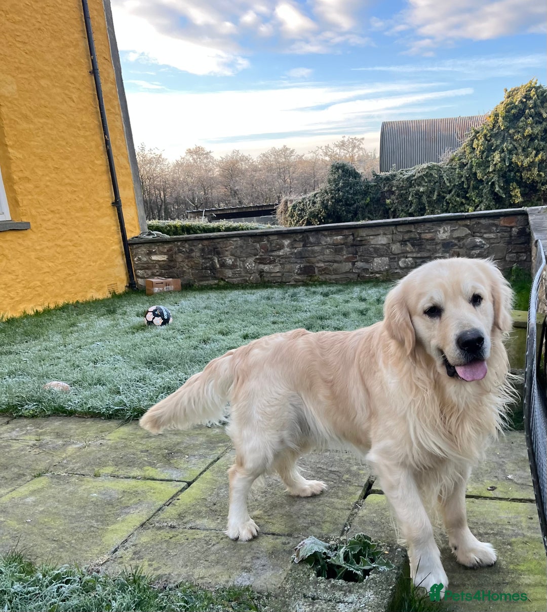 Golden Retriever dogs for sale: Out of DNA tested, kind & Champion bloodlines - Image 8