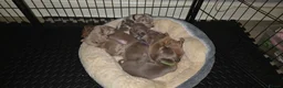 Miniature Dachshund dogs for sale: Pedigree Smooth Coat Miniature Dachshund - Advert 9