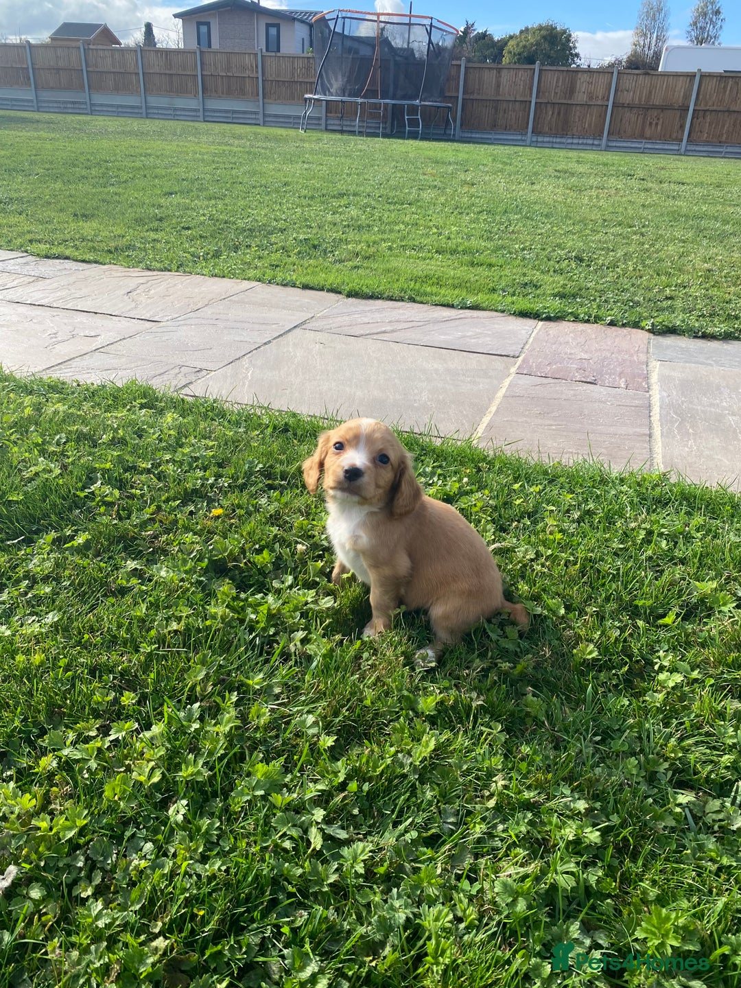 Cocker Spaniel dogs for sale: Cocker spaniel - Image 14