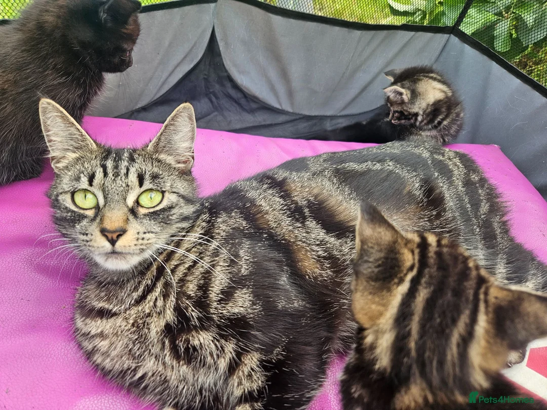 Mixed Breed cats for sale: Half Bengal Kittens - Advert 11