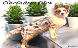 Bernedoodle dogs for sale: Curtabemdoodles Bernedoodles  - Image 37