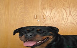 Rottweiler dogs for sale: Beautiful Rottweiler Bitch - Image 9