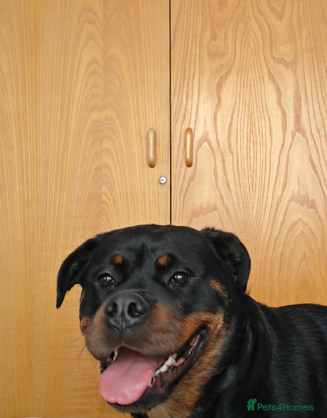 Rottweiler dogs for sale: Beautiful Rottweiler Bitch - Image 9