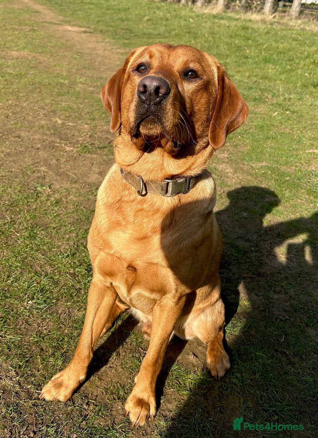 Labrador Retriever dogs for sale: Sykehead are expecting Fox Red lab pups  - Image 9