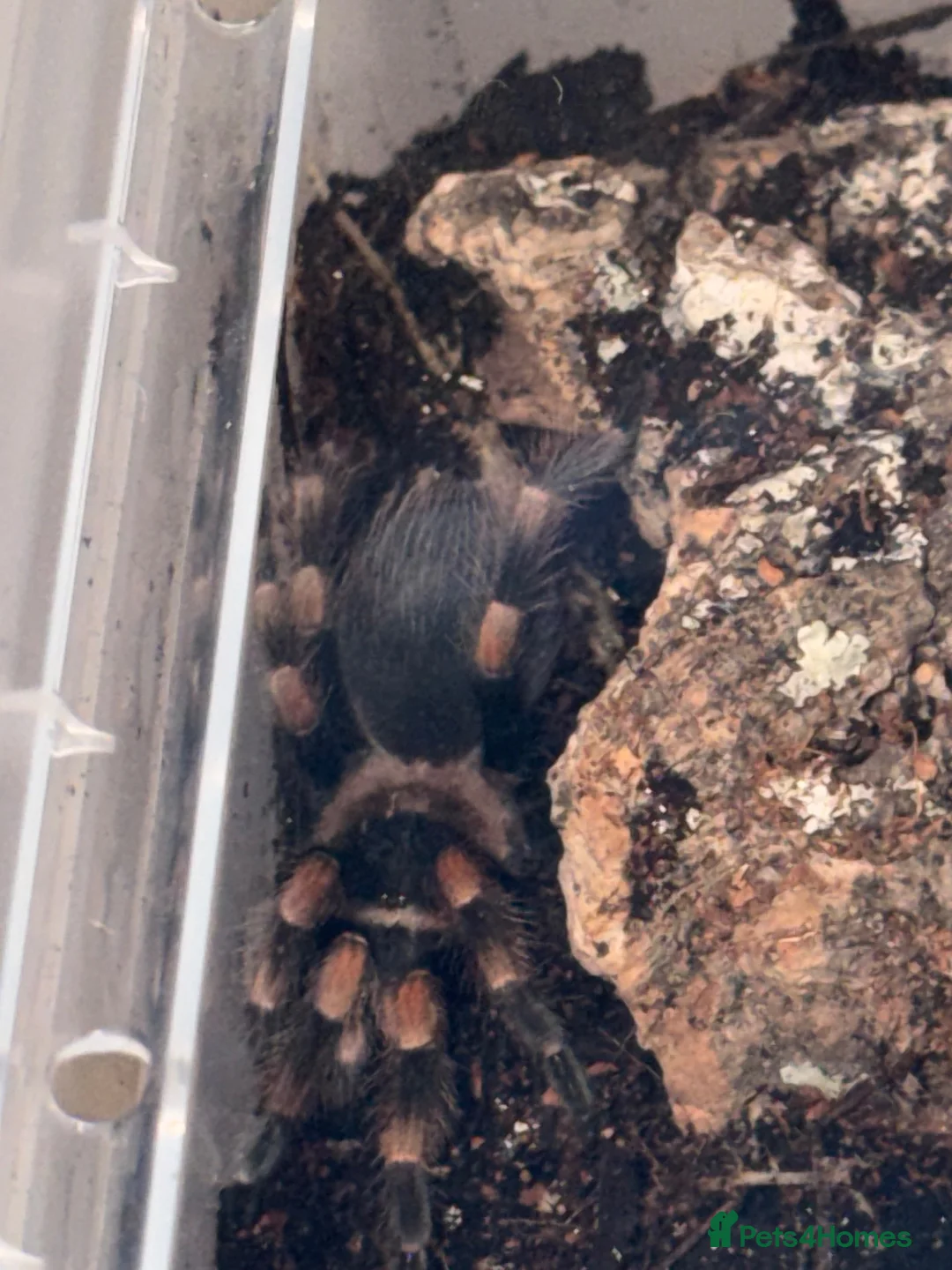 Tarantulas invertebrates for sale: Brachypelma Hamorii Tarantula!  in Radstock - Advert 2