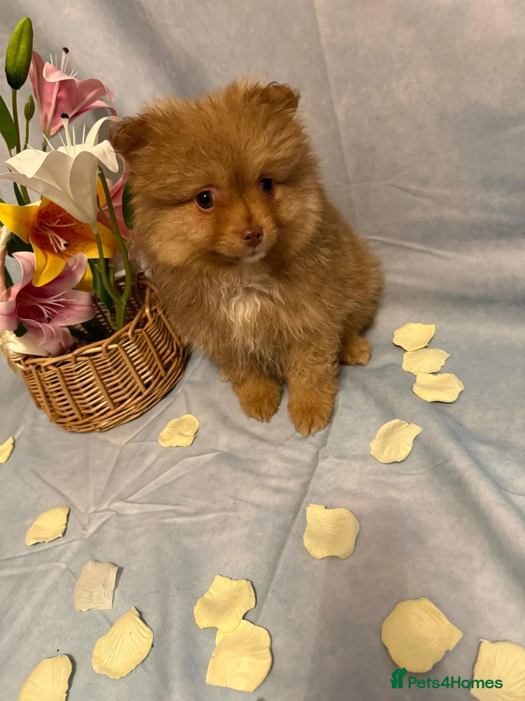 Pomeranian dogs for sale: Pomeranian puppies - Advert 18