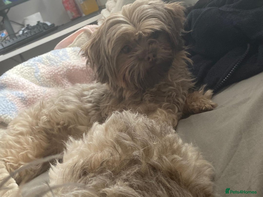 Malshi dogs for sale: Malshi - Advert 10