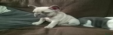 French Bulldog Puppy 2