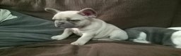 French Bulldog dogs for sale: French Bulldog Puppies For Sale  - Advert 5
