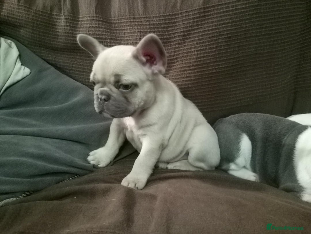 French Bulldog dogs for sale: French Bulldog Puppies For Sale  - Advert 5