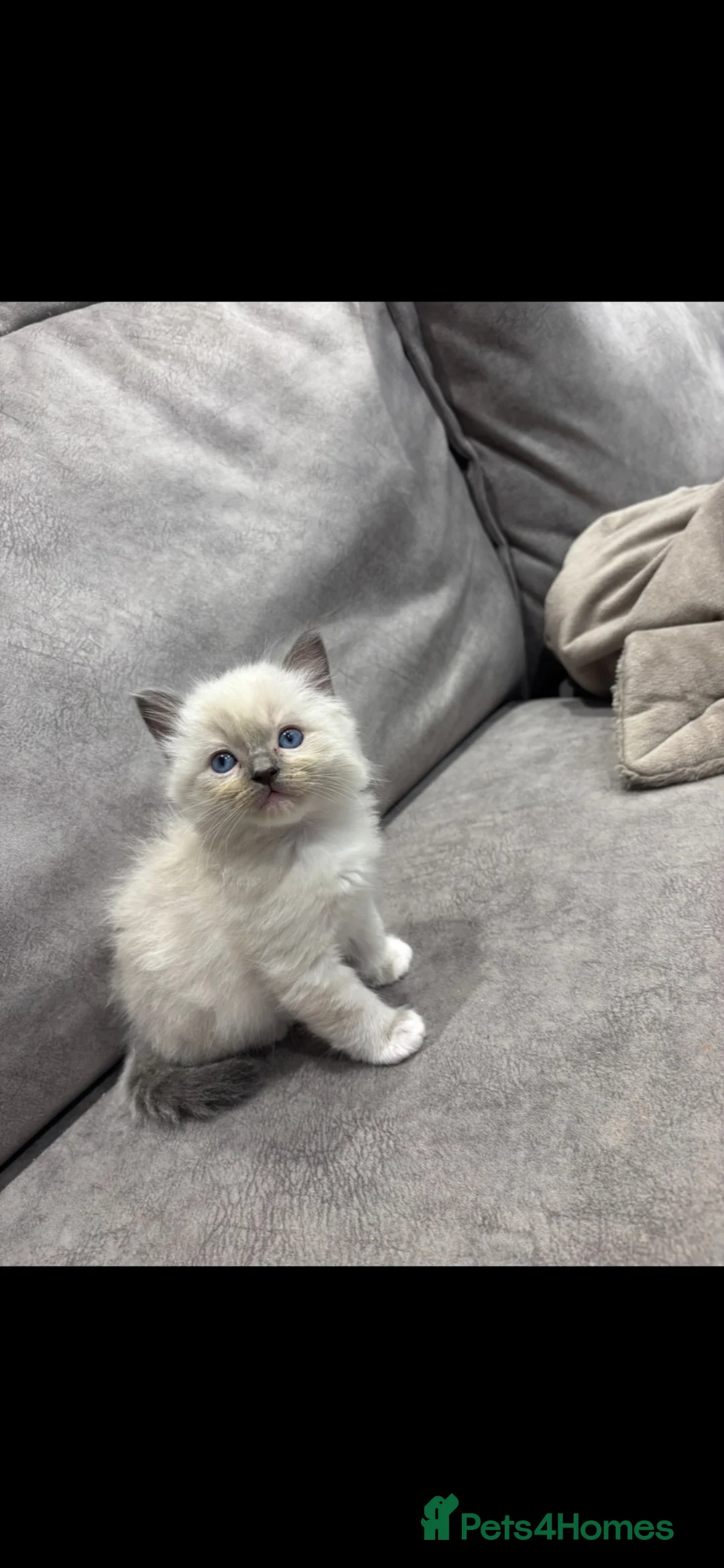 Ragdoll cats for sale: Ragdoll kittens  - Advert 2