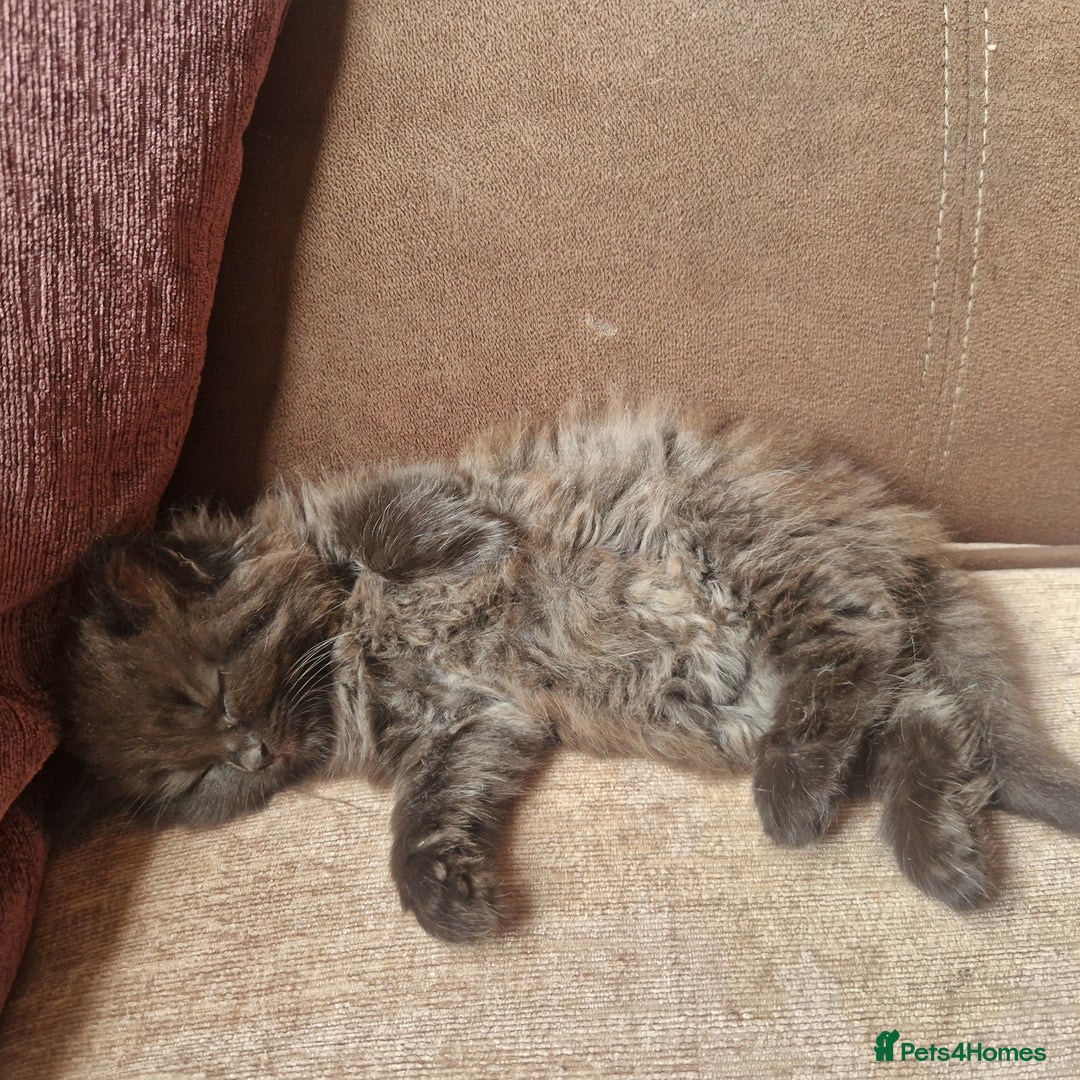 Mixed Breed cats for sale: Beautiful girl  - Image 11