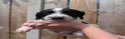 Sprocker dogs for sale: F1 Sprocker puppies !! ONLY 2 LEFT !! - Advert 22