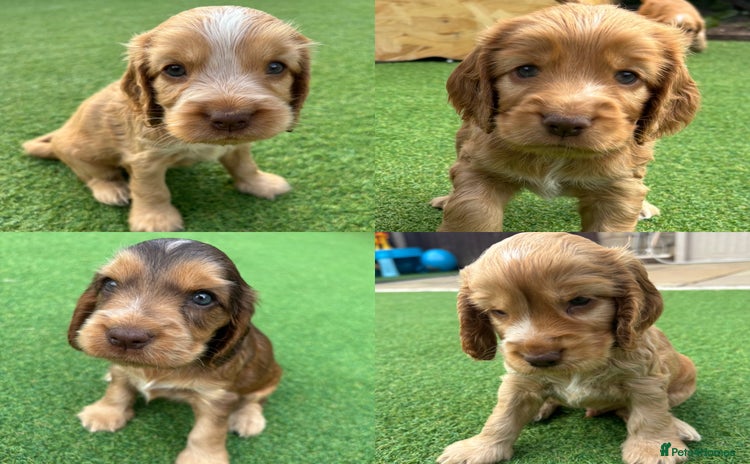 Cocker Spaniel dogs - Advert 10