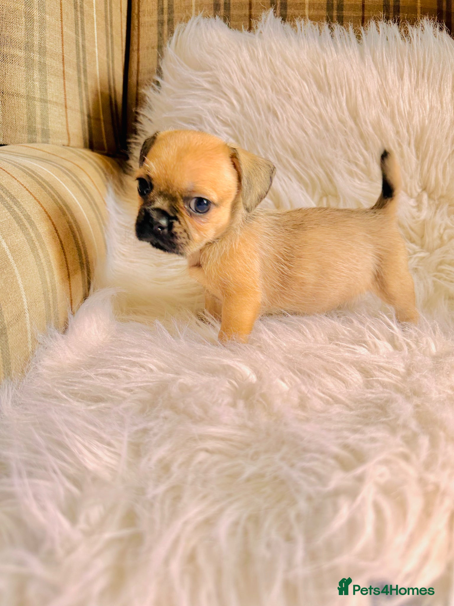 Mixed Breed dogs for sale: Shih Tzu x Frenchie pups - Advert 8
