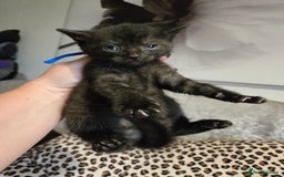 Mixed Breed cats for sale: 7 Half-Ragdolls  - Image 23