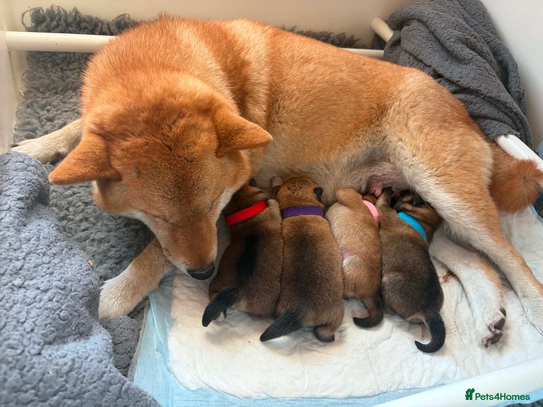 Japanese Shiba Inu dogs for sale: Shiba Inu puppies  - Advert 1