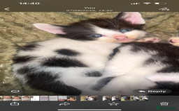 Mixed Breed cats for sale: 1 male 1 female 7 week old kitten  - Image 4