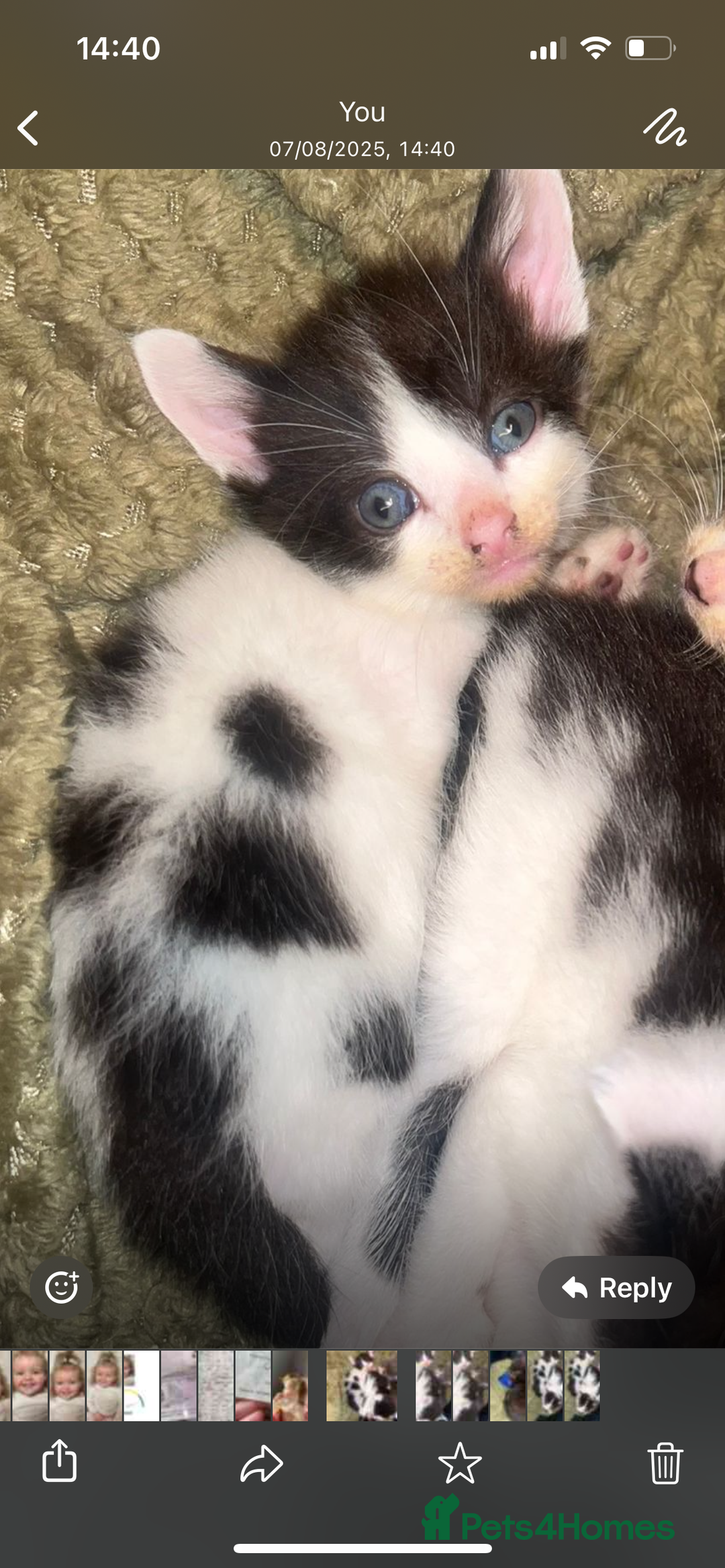 Mixed Breed cats for sale: 1 male 1 female 7 week old kitten  - Image 4