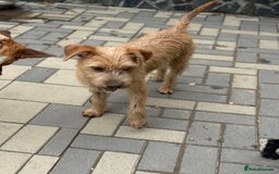Mixed Breed dogs for adoption: Sweet Sunny Needs LOVE - Image 16