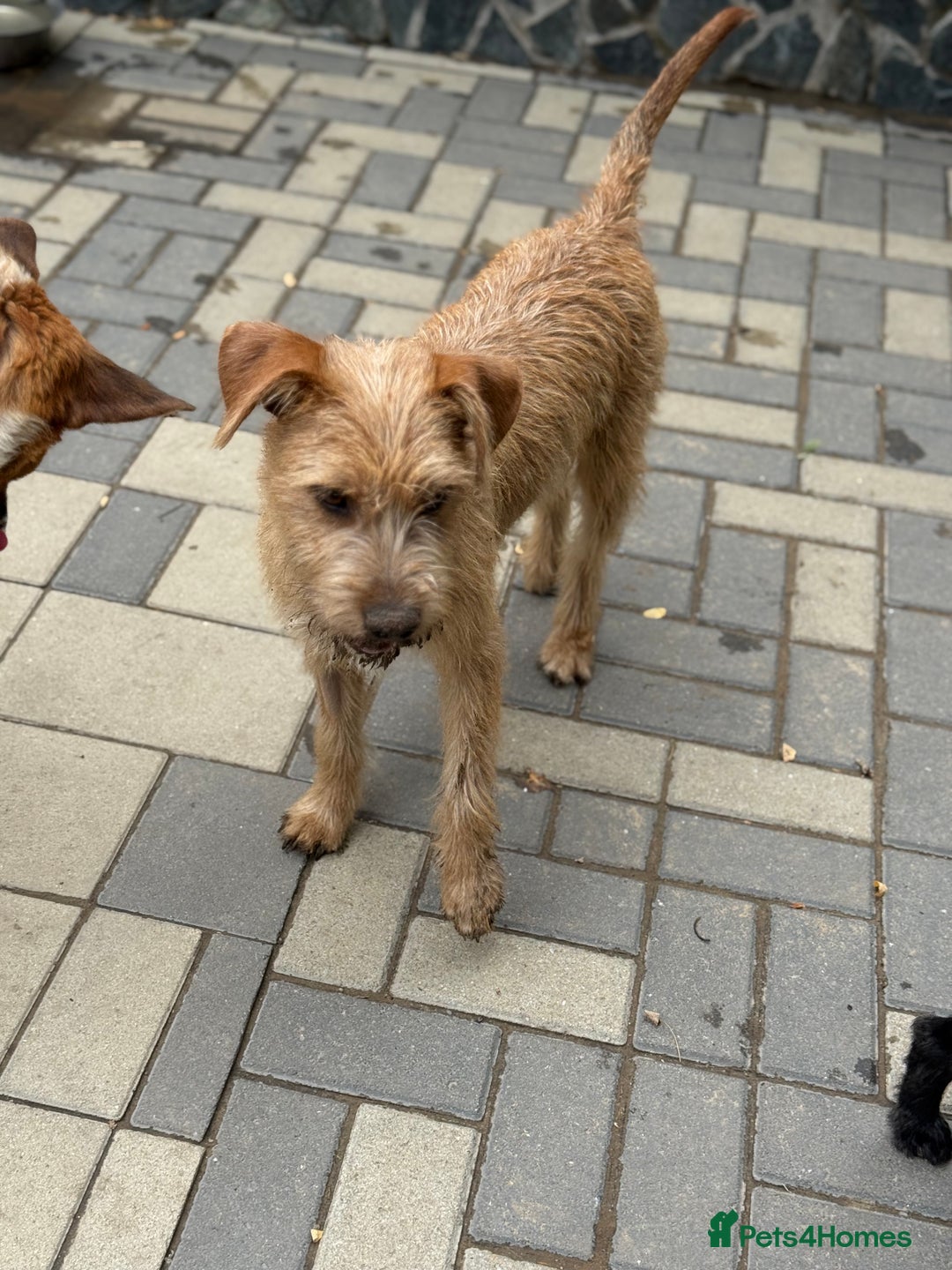 Mixed Breed dogs for adoption: Sweet Sunny Needs LOVE - Image 16