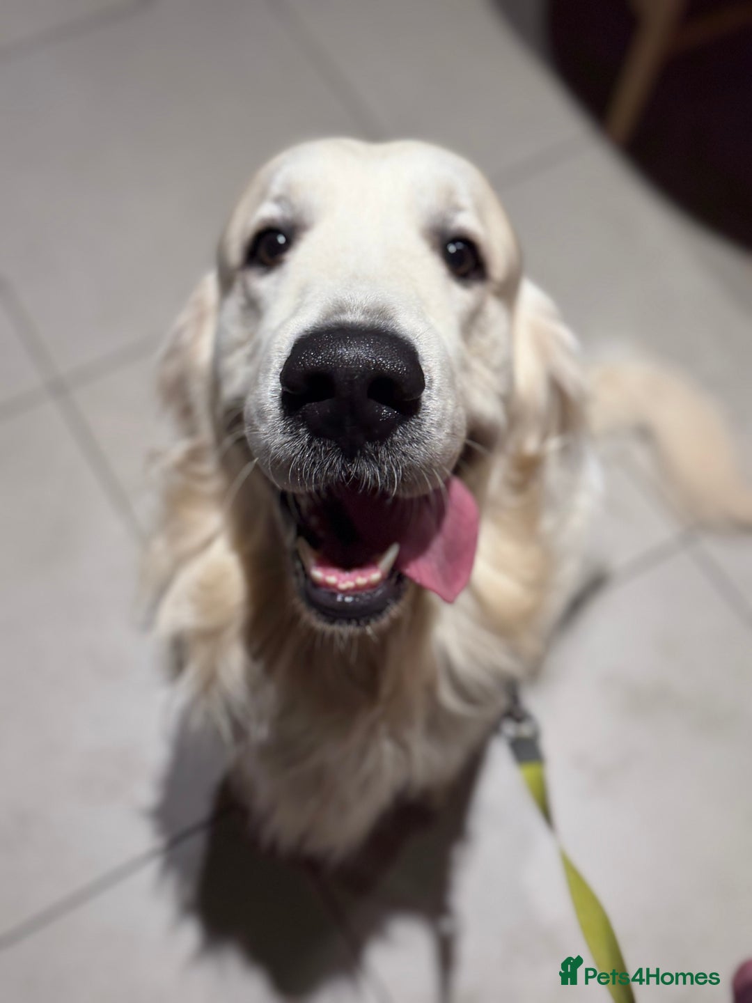 Golden Retriever dogs for stud: KC English CREAM retriever STUD…. - Advert 10