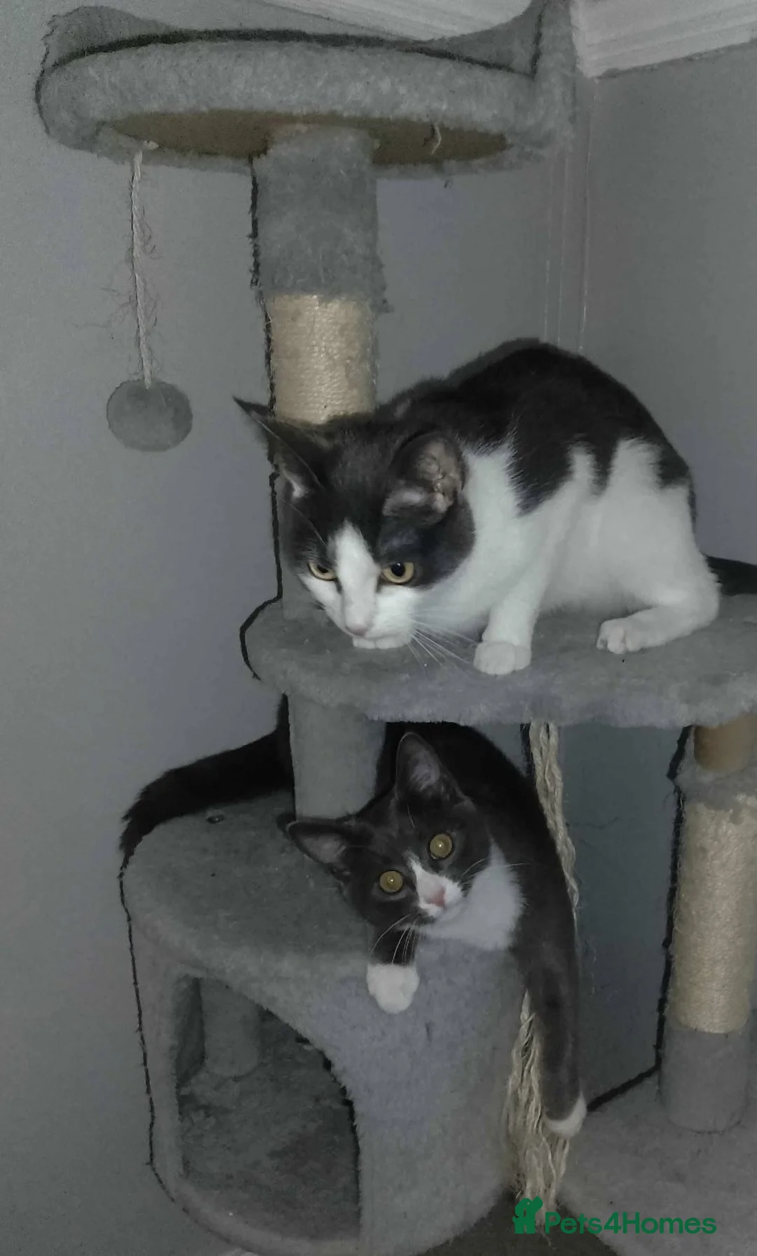 Mixed Breed cats for sale: Playful 7 Month Old Looking For New Home in Glasgow - Advert 6