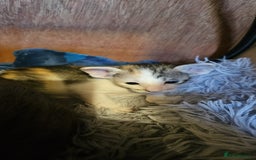 Oriental cats for sale:  GCCF Oriental Kittens For Sale - Image 25