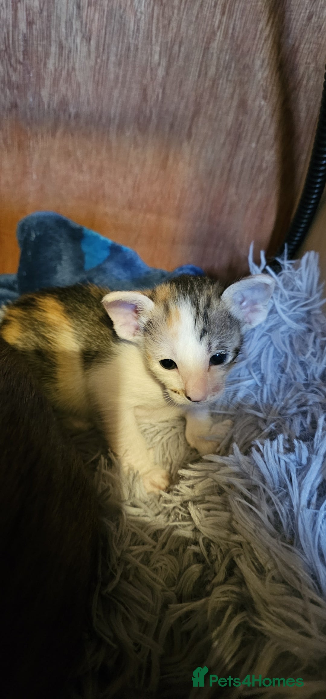 Oriental cats for sale:  GCCF Oriental Kittens For Sale - Image 25