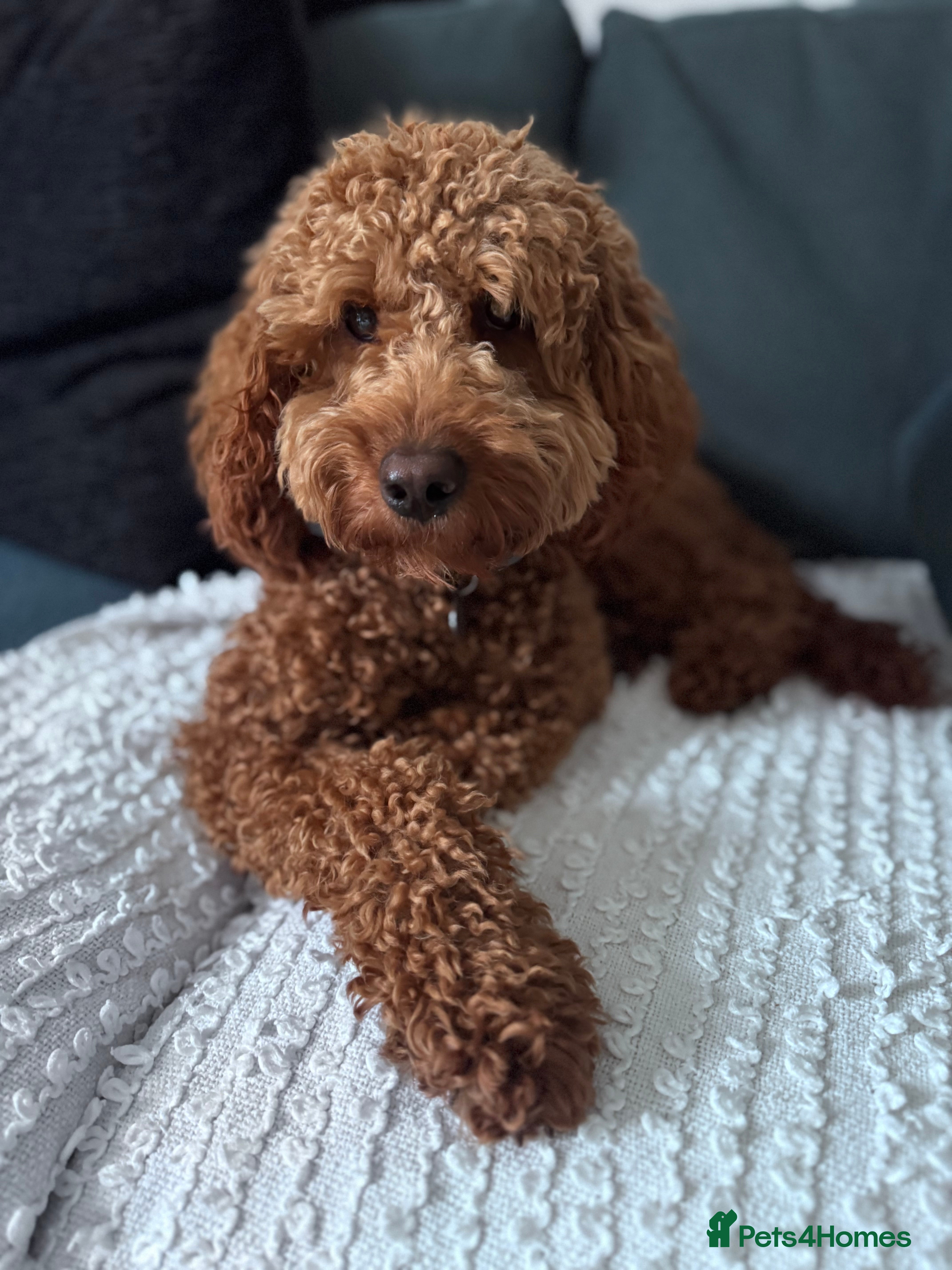 Cockapoo dogs Loving 14 m/o Cockapoo Seeking the Right Home - Advert 1