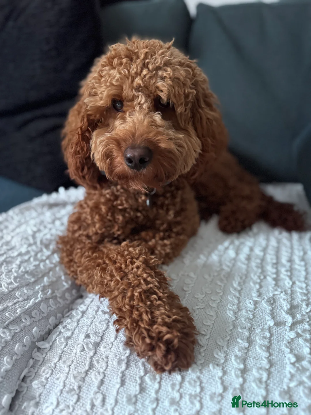 Cockapoo dogs for sale: Loving 14 m/o Cockapoo Seeking the Right Home - Advert 1