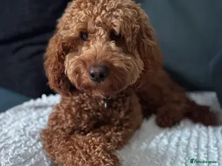 Cockapoo dogs Loving 14 m/o Cockapoo Seeking the Right Home - Advert 1