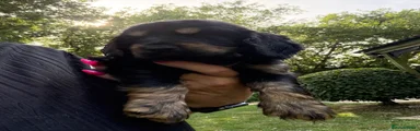 🩵 Cocker Spaniel Black and tan boy 🩵