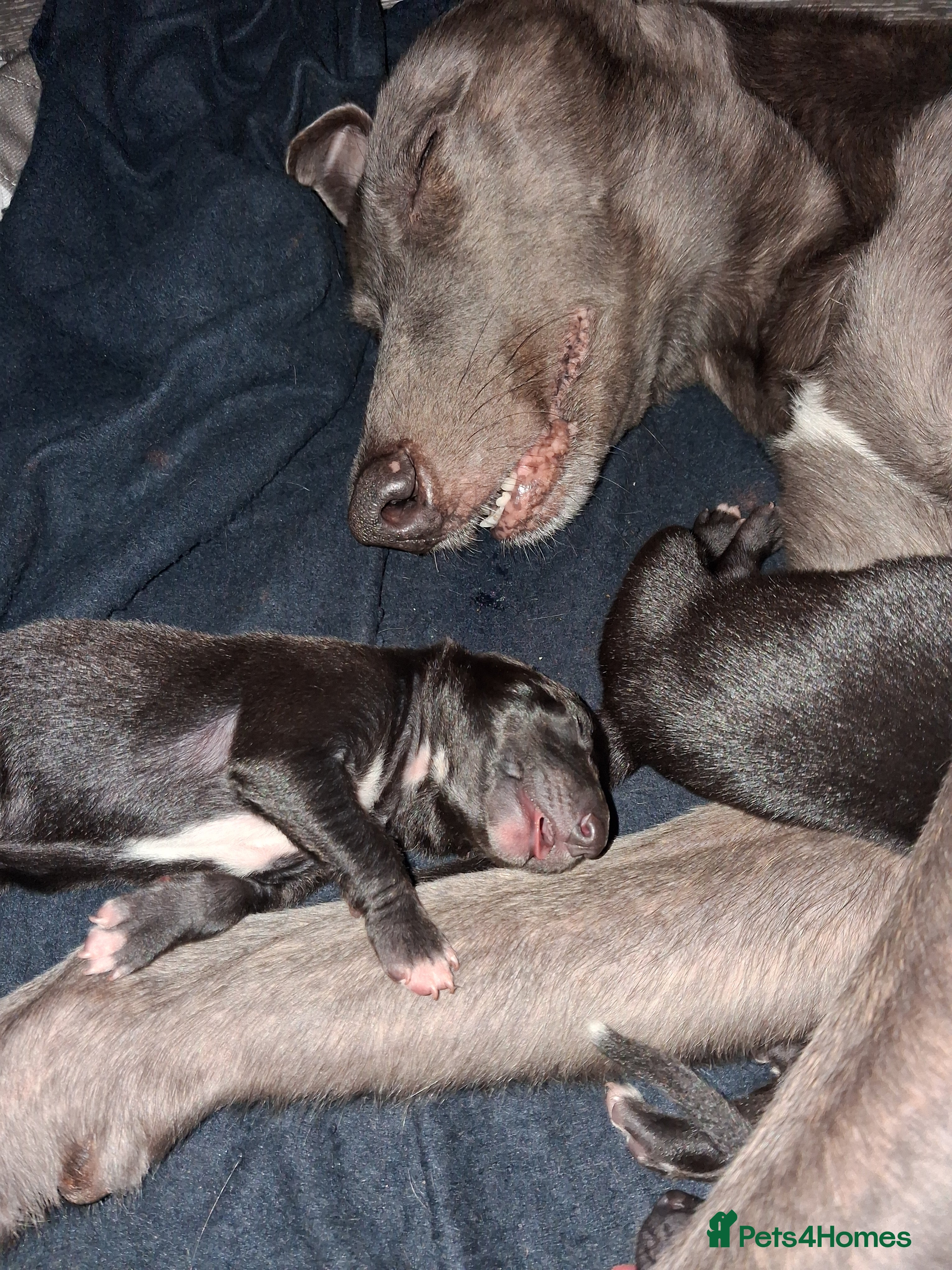 Lurcher dogs Male Lurcher Pup - Advert 2