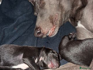 Lurcher dogs Male Lurcher Pup - Advert 2