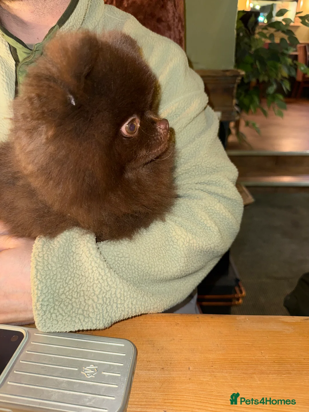 Pomeranian dogs for stud: CHOCOLATE  **  POMERANIAN STUD 🐻🇷🇺🍫 - Advert 4