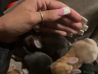 Mini Lop rabbits Baby rabbits - Advert 1