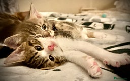 Mixed Breed cats for sale: 4 gorgeous tabby kittens - Image 1