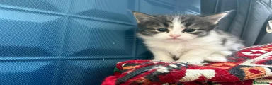 Mixed Breed Kitten 5