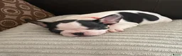 French Bulldog dogs for sale: French Bulldog Puppies  - Advert 3