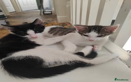 Mixed Breed cats for sale: Two kittens looking for a new home *please read ad - Image 4