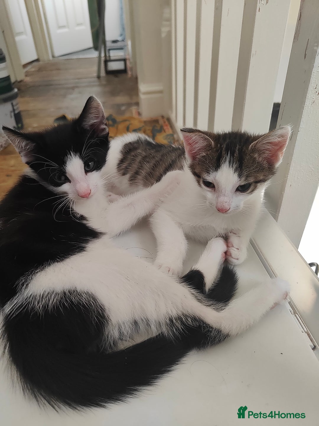 Mixed Breed cats for sale: Two kittens looking for a new home *please read ad - Image 4